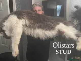 Maine Coon cats AVAILABLE XL BIG BOY FOR STUD DUAL REGISTRATION in Winsford - Advert 8