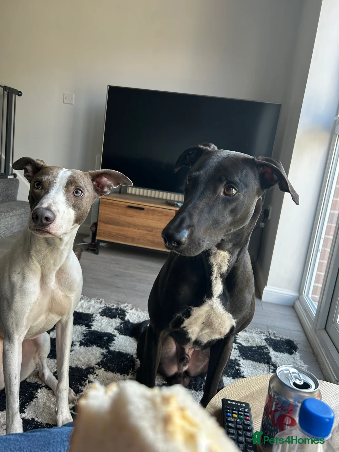 Mixed Breed dogs for sale: Bull Greyhounds (Lurchers) - Advert 12