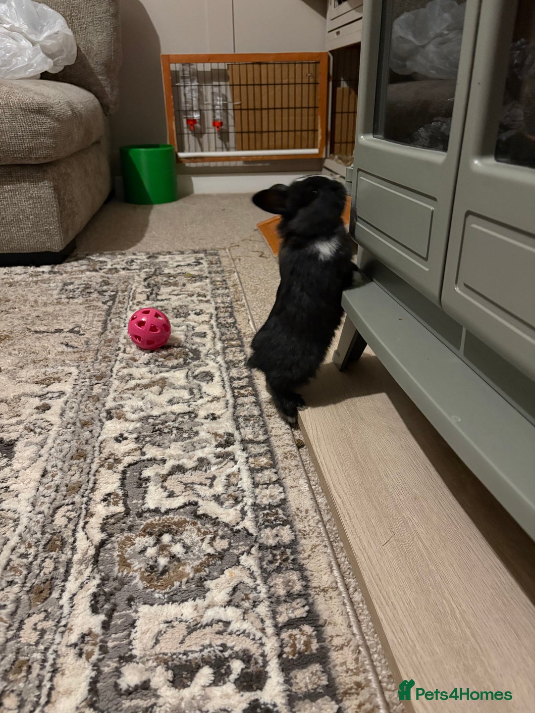 Mixed Breed rabbits for sale: 4X Mini Buns Netherland dwarf with French Lop - Advert 13