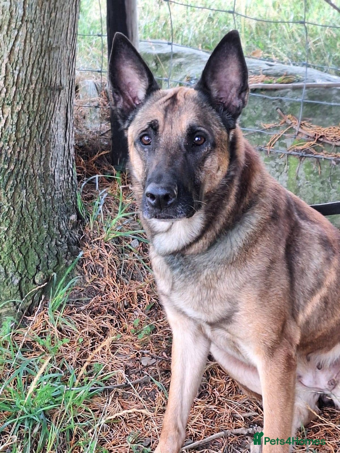 Belgian Shepherd Dog dogs for adoption: Cairo is looking for her forever home - Image 2