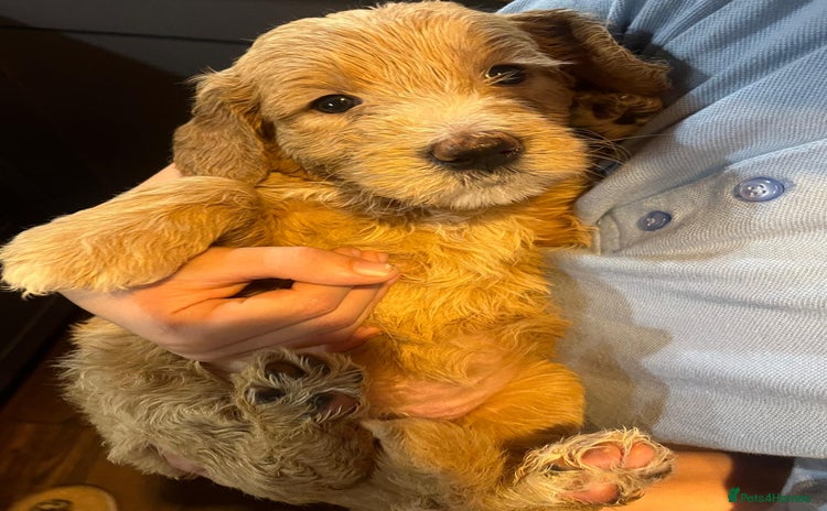 Goldendoodle dogs Beautiful F2 Goldendoodle Puppies ready 19th Dec - Advert 5