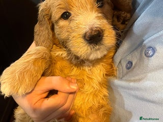 Goldendoodle dogs Beautiful F2 Goldendoodle Puppies ready 19th Dec - Advert 1