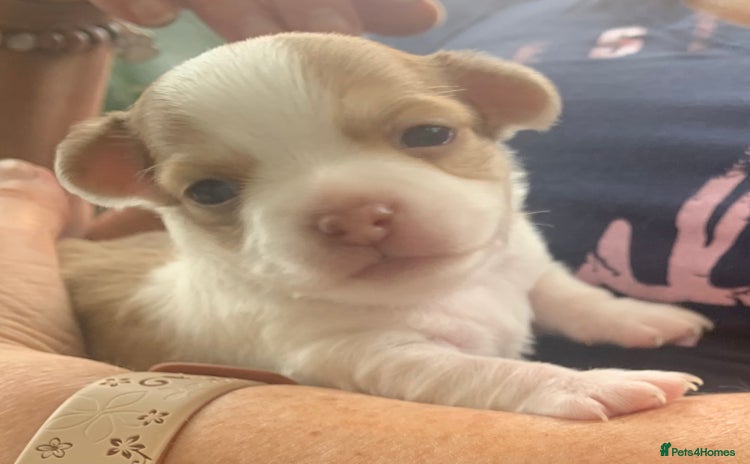 Chihuahua dogs - Advert 1