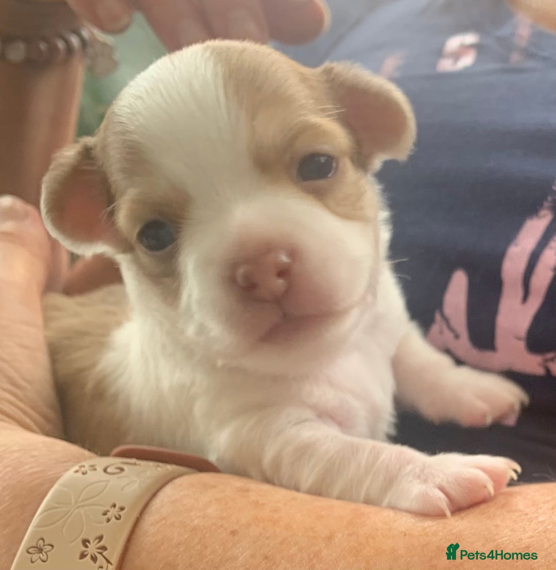 Chihuahua dogs for sale: Stunning Chocolate and white Smooth haired pups - Image 1