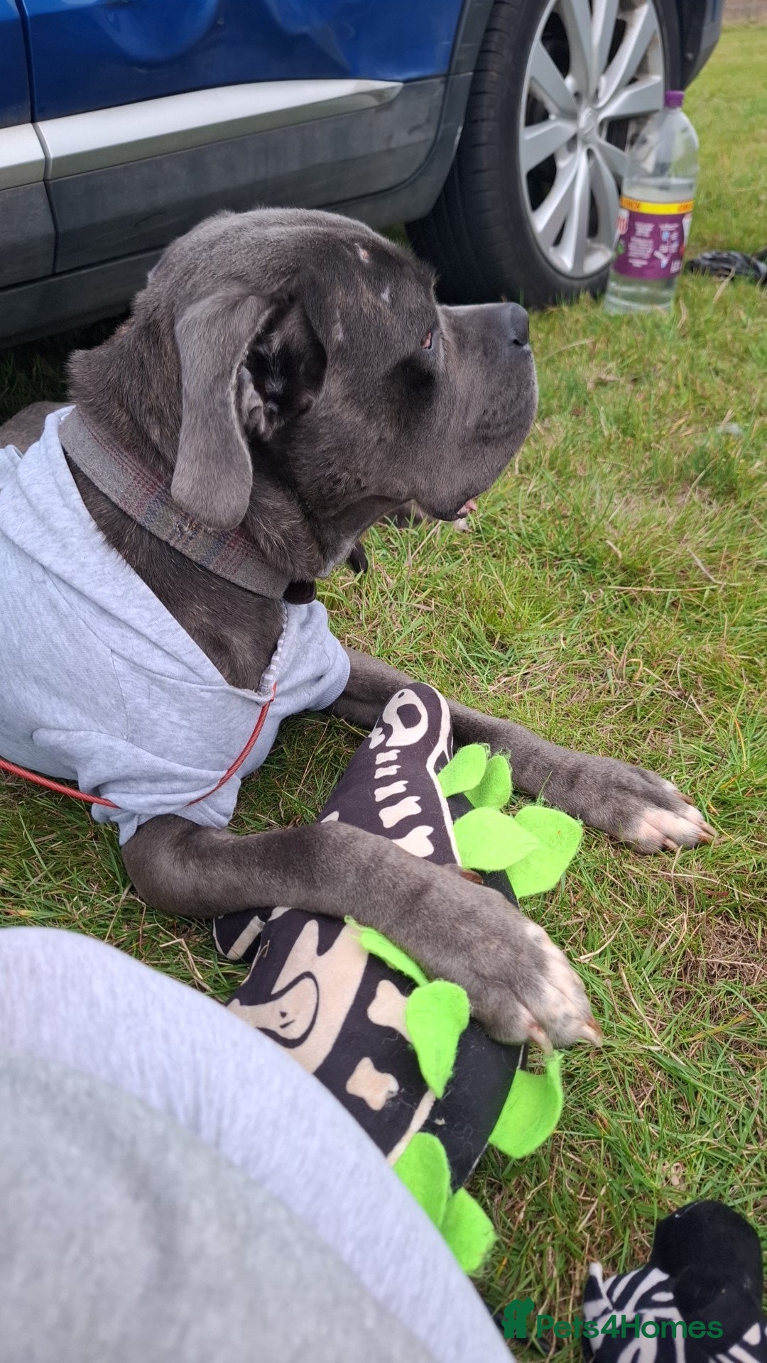 Cane Corso dogs for sale: Sandro  - Image 7