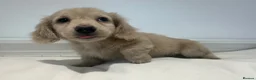 Miniature Dachshund dogs for sale: 👑CREAM LONG HAIRED DACHSHUNDS 👑 - Advert 14