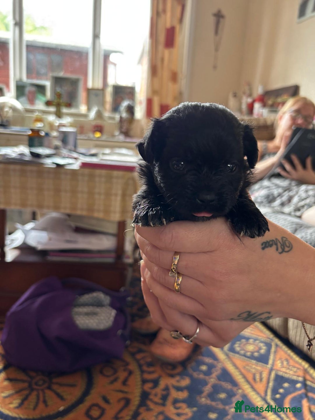 Mixed Breed dogs for sale: Cross puppies for sale  - Image 4