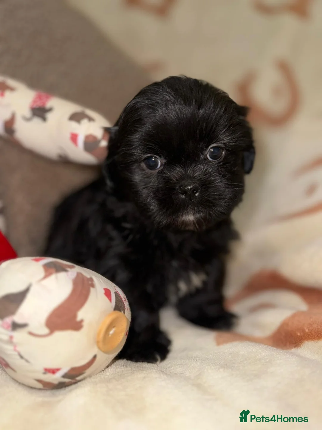 Shih Tzu dogs for sale: Stunning Black Shih Tzu Puppies - Advert 8