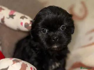 Shih Tzu dogs Stunning Black Shih Tzu Puppies - Advert 15