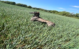 Mixed Breed dogs for sale: Saluki coli grey  - Image 3