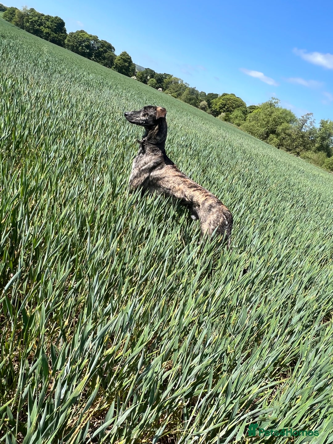 Mixed Breed dogs for sale: Saluki coli grey  - Image 3