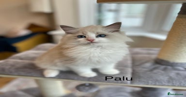Ragdoll cats Last kitten Prada available❗️❗️❗️ - Advert 16