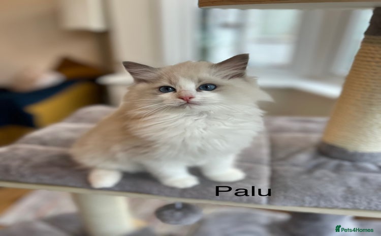 Ragdoll cats Beautiful Ragdoll kittens - Advert 11