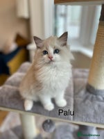 Ragdoll cats Last kitten Prada available❗️❗️❗️ - Advert 12