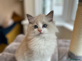 Ragdoll cats for sale: Beautiful Ragdoll kittens - Advert 1