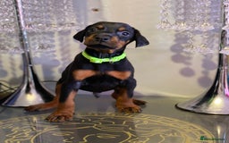 Dobermann dogs for sale: Gorgeous Eu**an Dobermann Puppies - Image 12