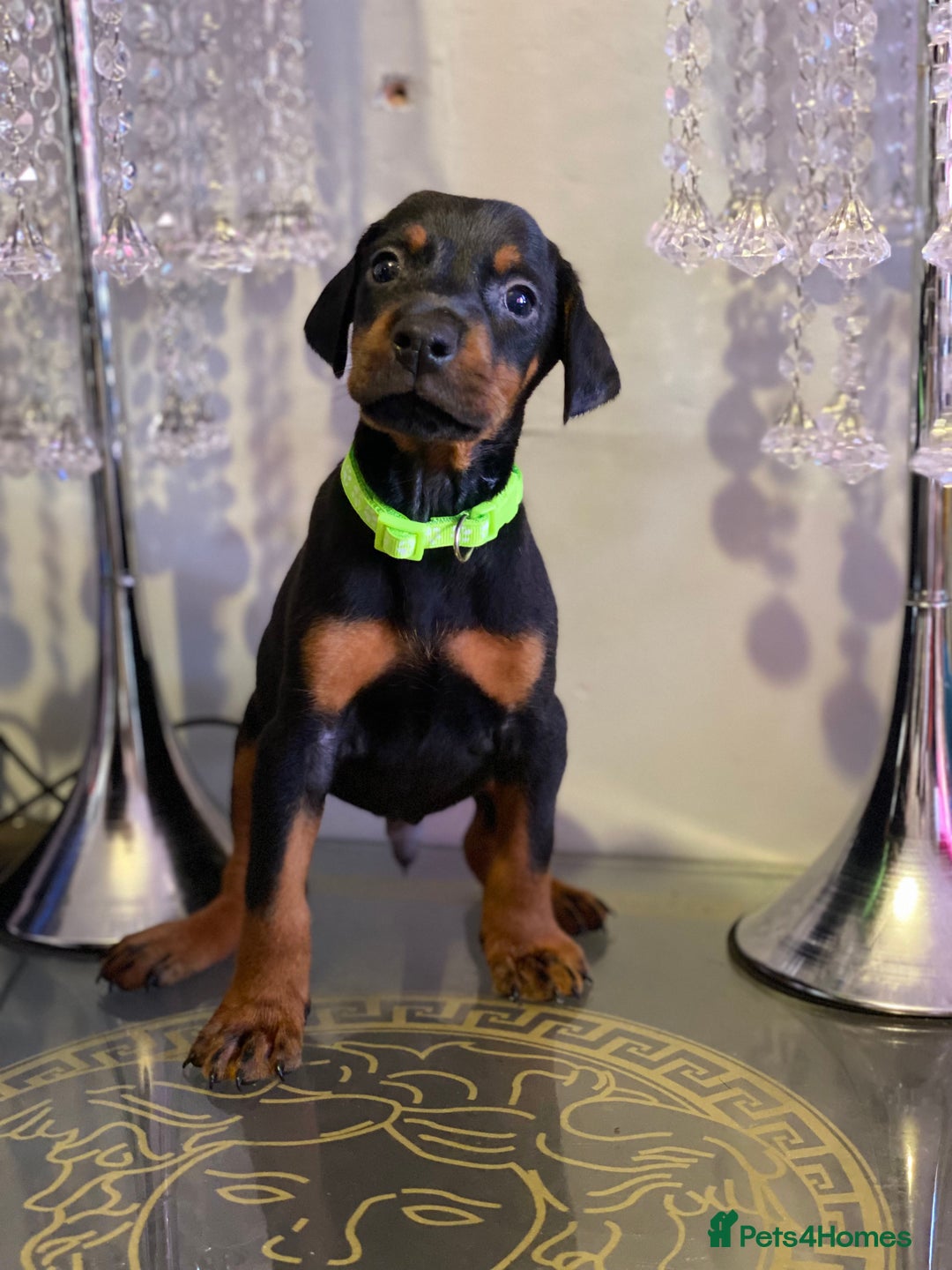 Dobermann dogs for sale: Gorgeous Eu**an Dobermann Puppies - Image 12