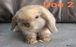 Mini Lop rabbits for sale: 🐰Beautiful mixed litter of Plush x Mini Lop kits - Image 19