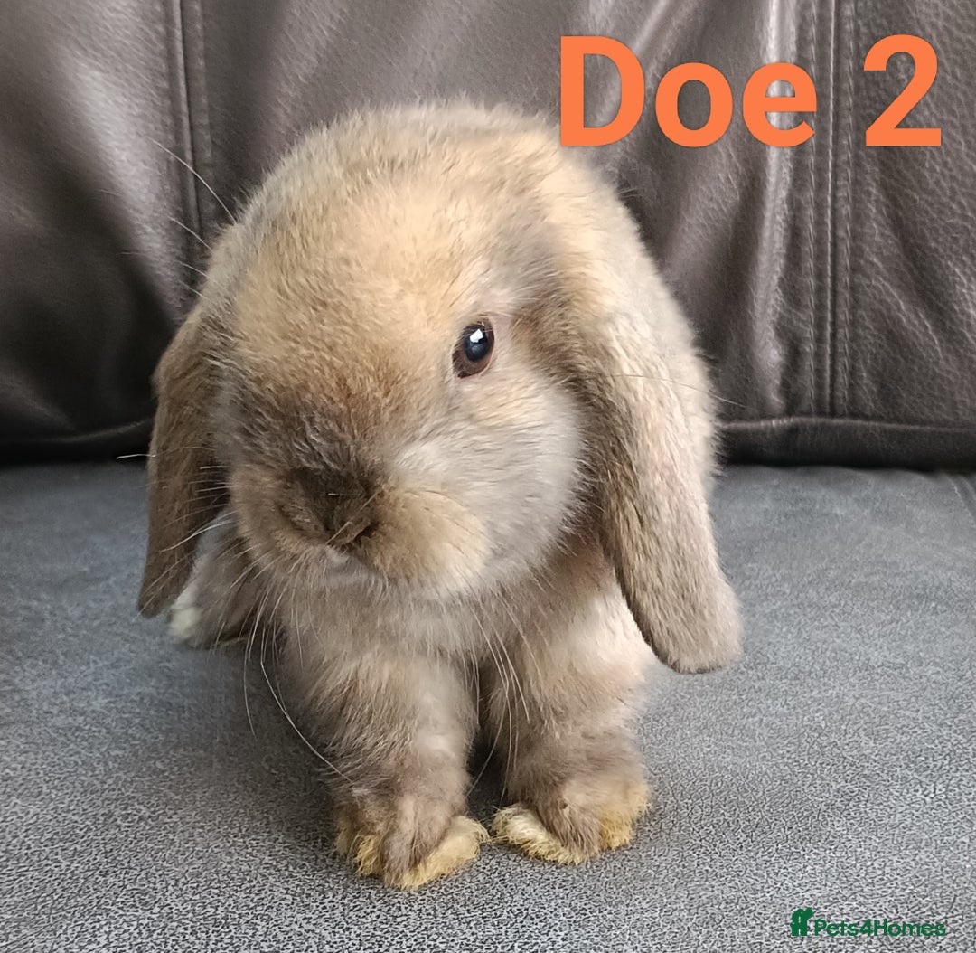 Mini Lop rabbits for sale: 🐰Beautiful mixed litter of Plush x Mini Lop kits - Image 19