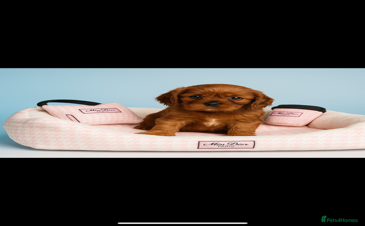 Cavalier King Charles Spaniel dogs - Advert 6