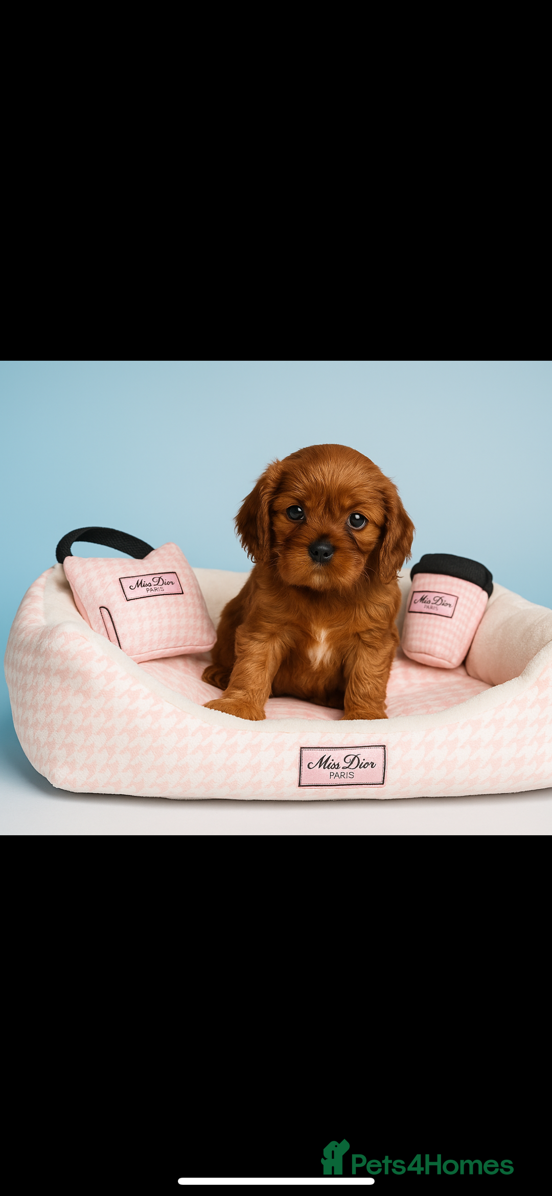 Cavalier King Charles Spaniel dogs for sale: Cavalier King Charles Spaniel - Image 1