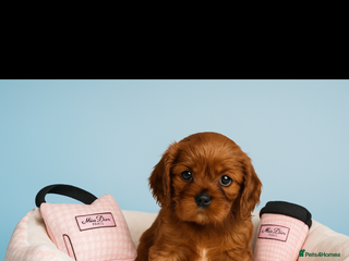 Cavalier King Charles Spaniel dogs - Advert 5