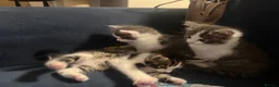 Mixed Breed cats for sale: Baby kitten in Harrow - Advert 2