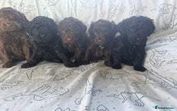 Cockapoo dogs for sale: chocolate&Black Cockapoos - Image 6