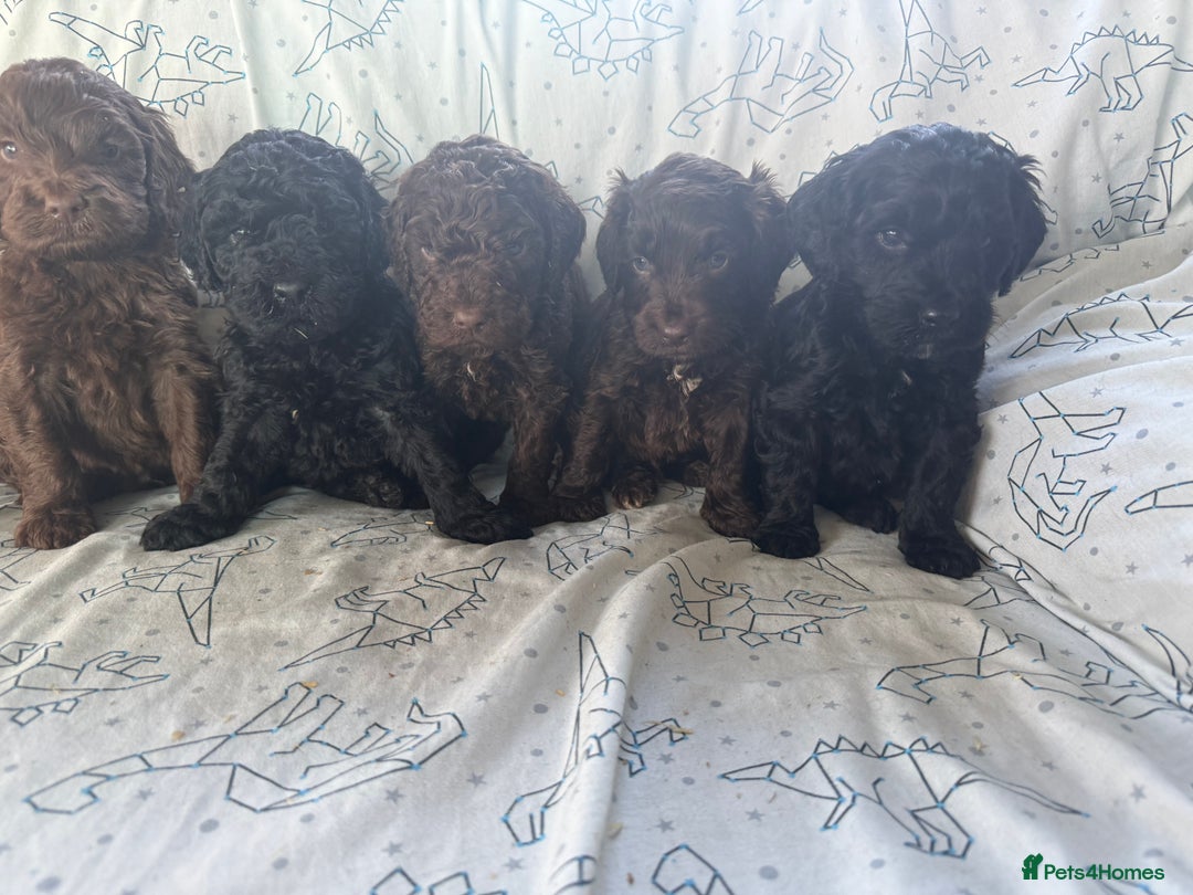 Cockapoo dogs for sale: chocolate&Black Cockapoos - Image 6