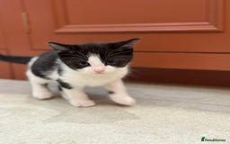 Mixed Breed cats for sale: 🐾 Adorable Kittens For Forever Homes 🐾  - Image 20