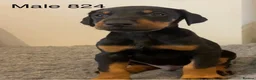 Dobermann dogs for sale: Champion and working lines KC Doberman litter - Advert 4