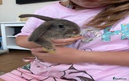 Mini Lop rabbits for sale: 2 grey mini lip boys  - Image 7
