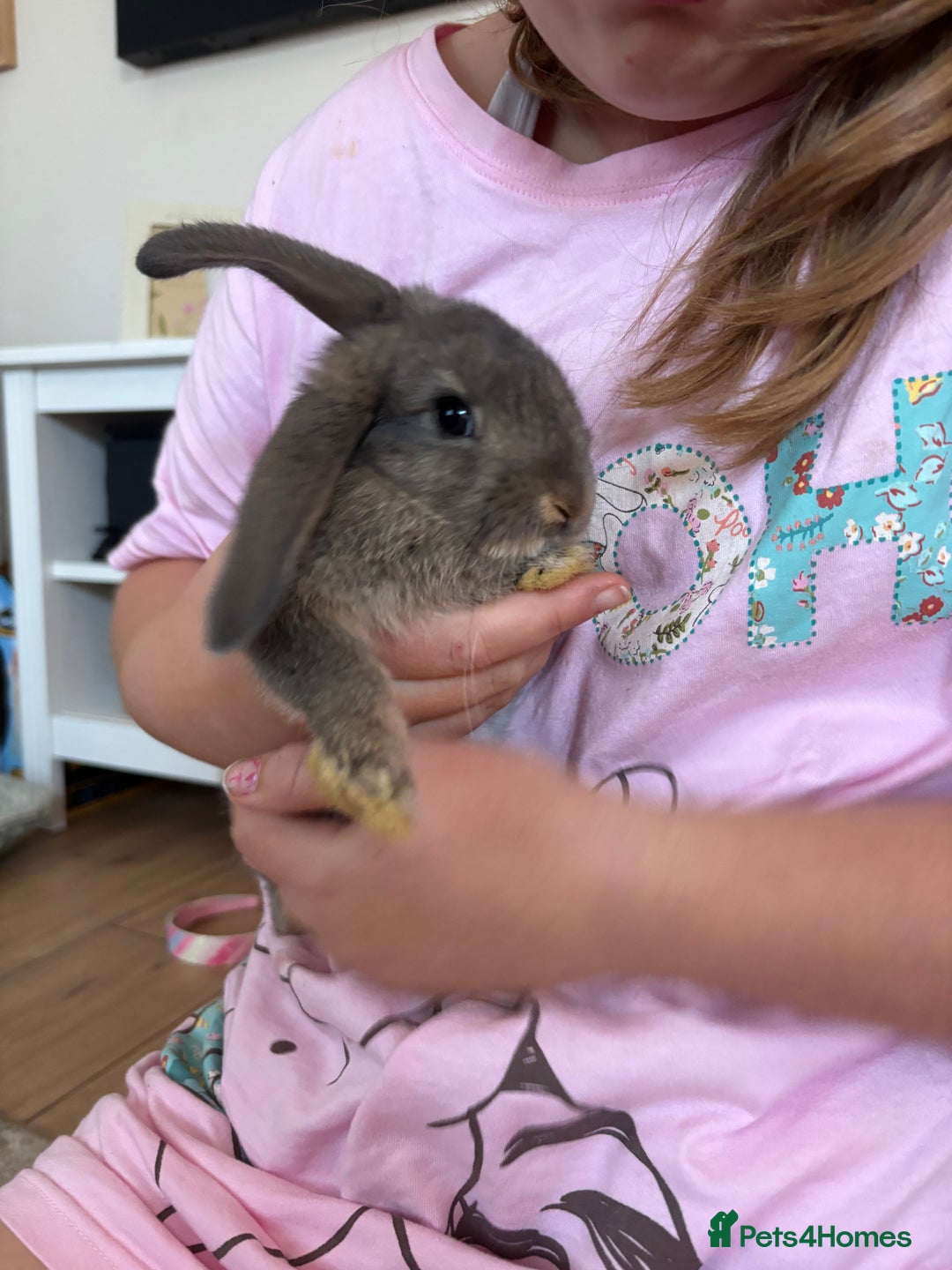 Mini Lop rabbits for sale: 2 grey mini lip boys  - Image 7