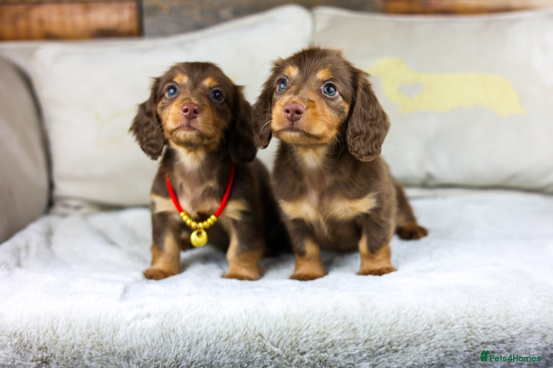 Miniature Dachshund dogs for sale: Long haired Russian pedigree miniature dachshunds - Advert 1