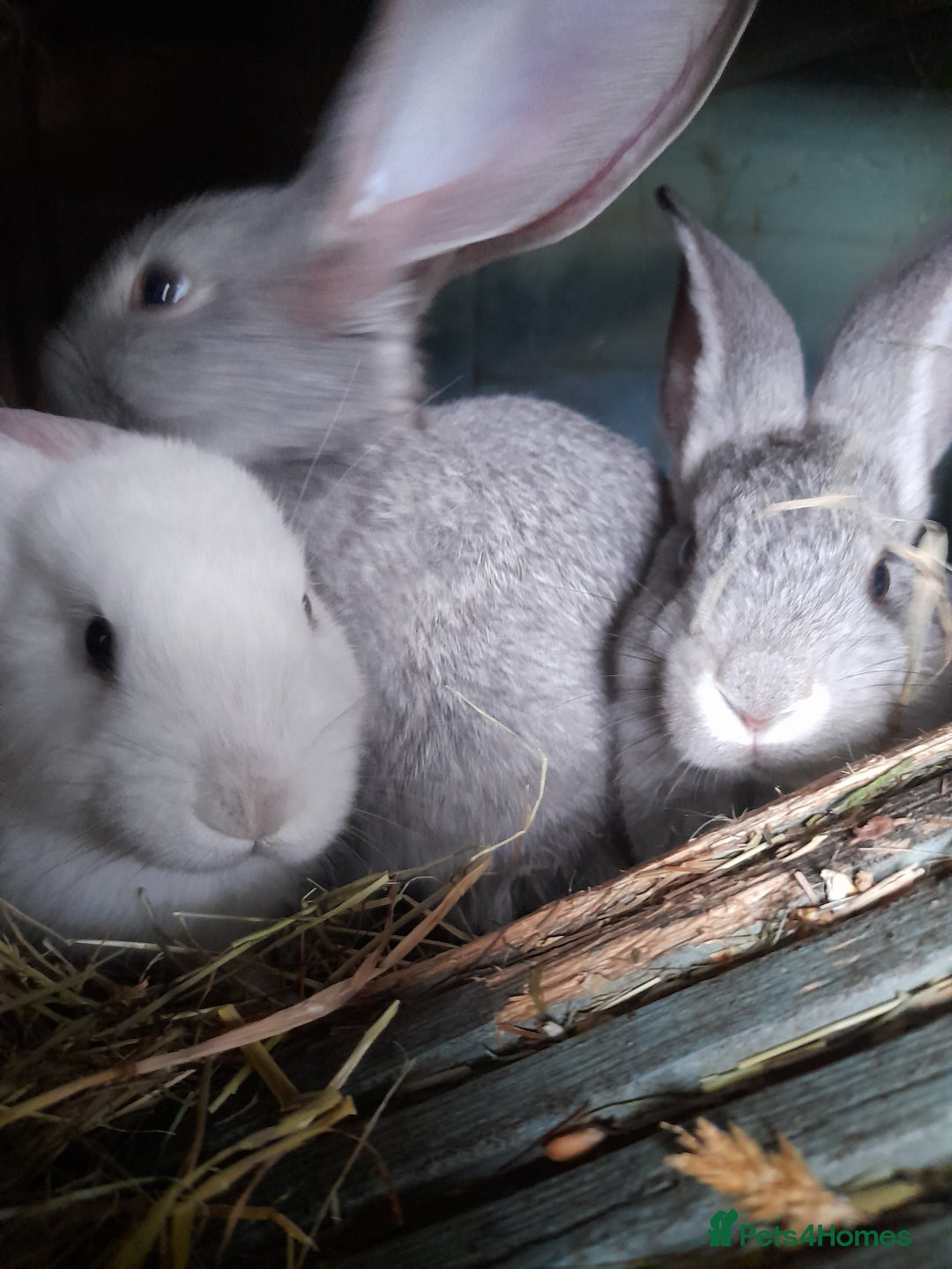 Continental Giant rabbits for sale: Beautiful Pure Giant Continental Babies  - Image 15