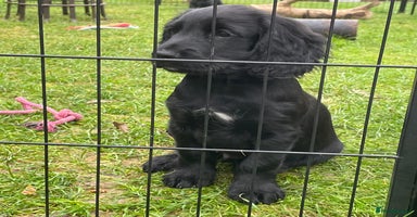 Cocker Spaniel dogs - Advert 10
