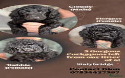 Cockapoo dogs for sale: 6 Stunning Cockapoos ✨ AVAILABLE NOW ✨ in Stalybridge - Image 1