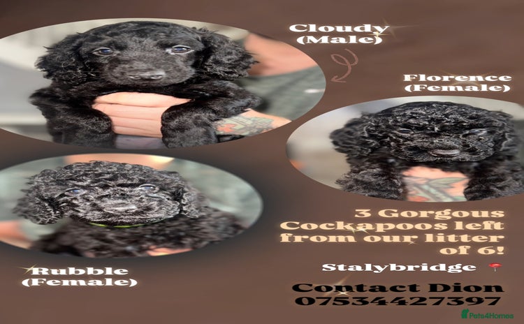 Cockapoo dogs in Stalybridge - Advert 10