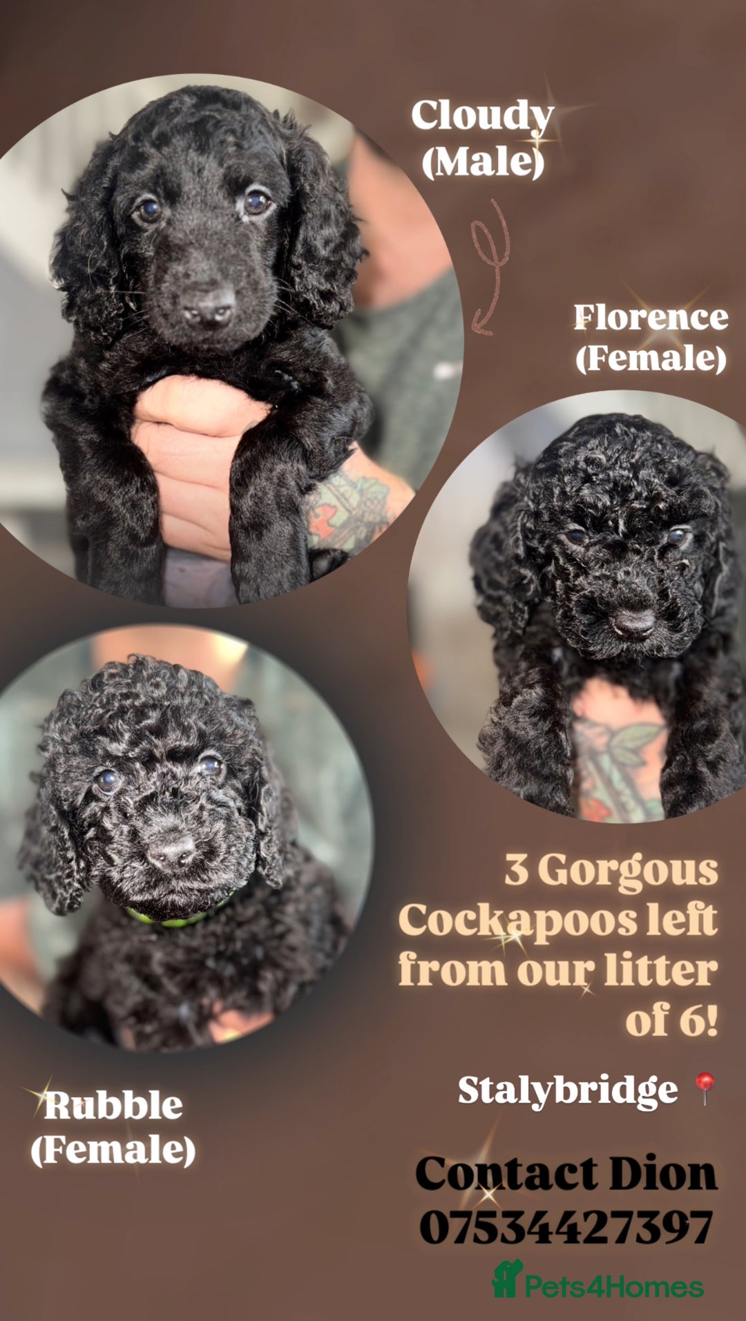 Cockapoo dogs for sale: 6 Stunning Cockapoos ✨ AVAILABLE NOW ✨ in Stalybridge - Image 1