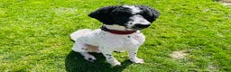Standard Poodle dogs for stud: Standard party poodle in Marlborough - Advert 2