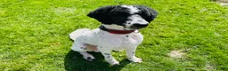Standard Poodle dogs for stud: Standard party poodle in Marlborough - Advert 2