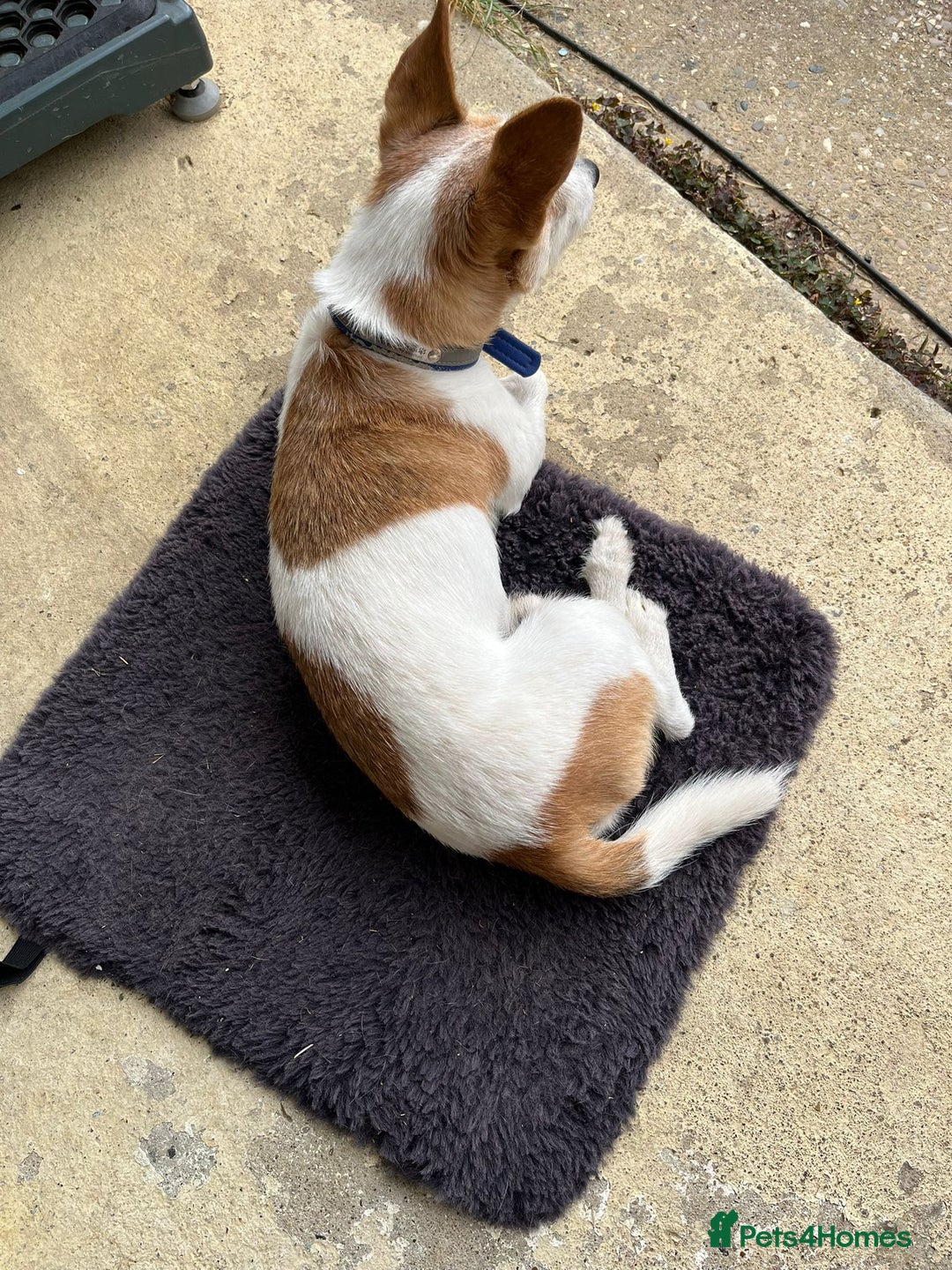 Mixed Breed dogs for sale: Free  - Advert 1