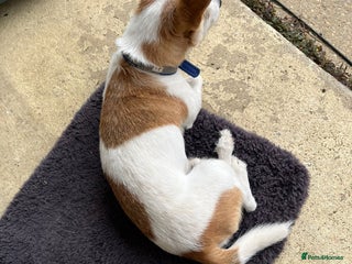 Mixed Breed dogs for sale: Free - Advert 1