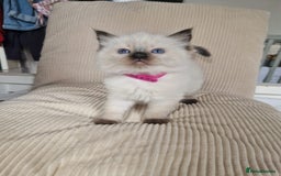 Ragdoll cats for sale: Ragdoll kittens  - Image 5