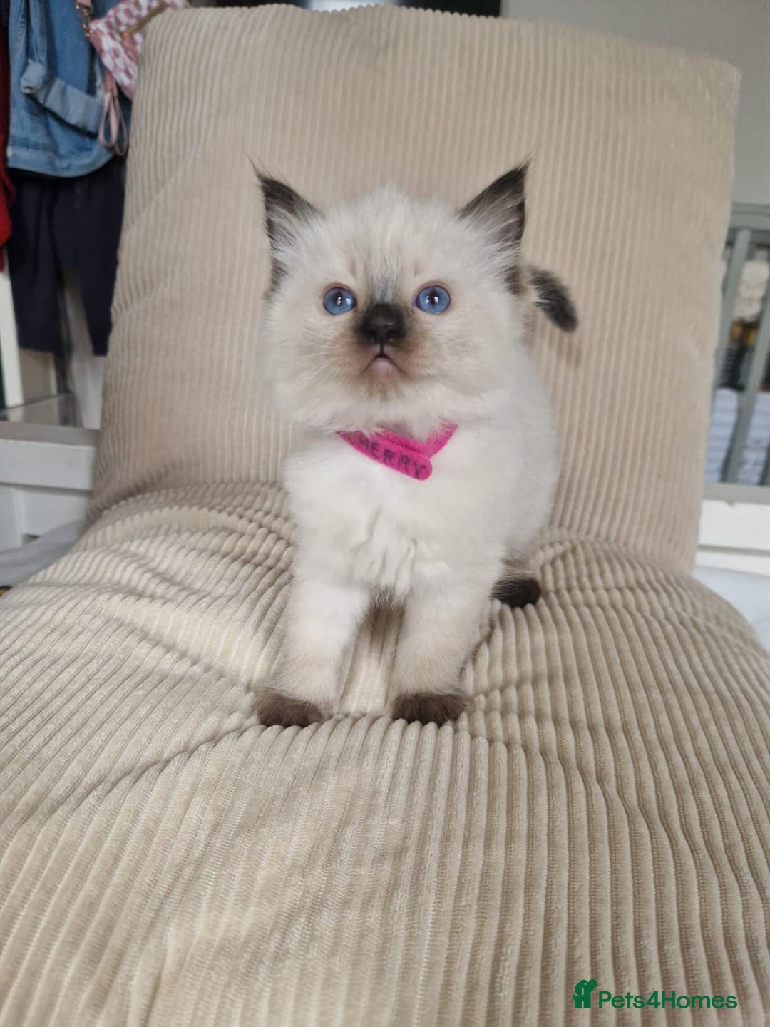 Ragdoll cats for sale: Ragdoll kittens  - Image 5