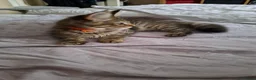 Maine Coon cats for sale: Maine Coon Kittens for Sale - Advert 15