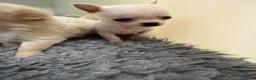 Chihuahua dogs for sale: Kc registered Chihuahua puppies - Advert 8