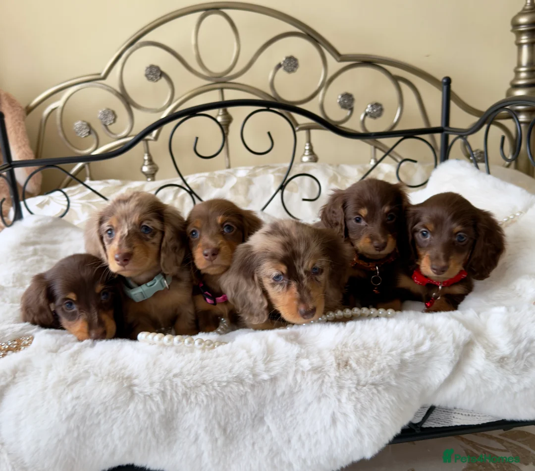 Miniature Dachshund dogs for sale: Long haired miniature dachshund puppies - Advert 2