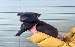Mixed Breed dogs for sale: Stunning bullherder pups  - Image 14