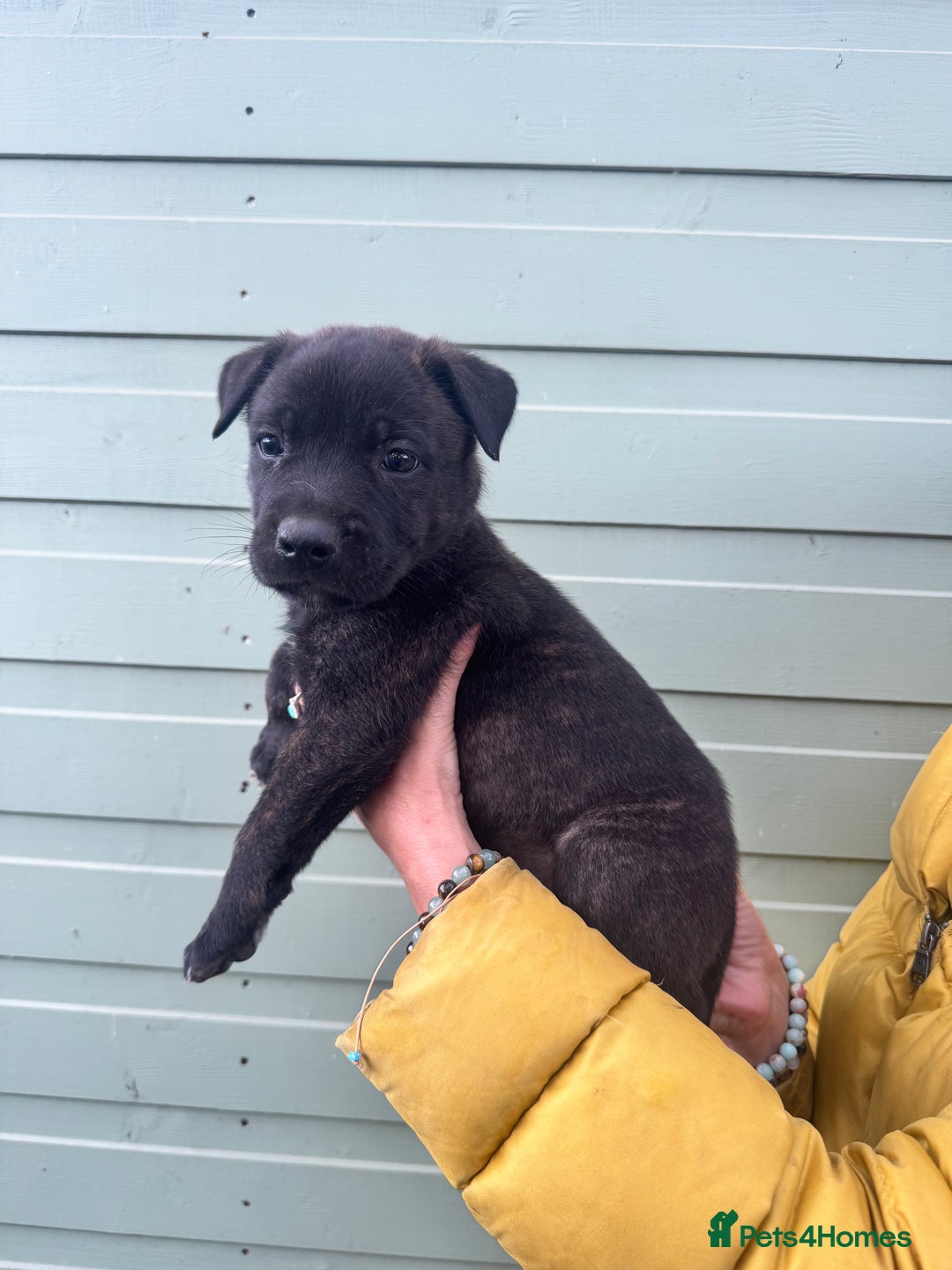 Mixed Breed dogs for sale: Stunning bullherder pups  - Image 14